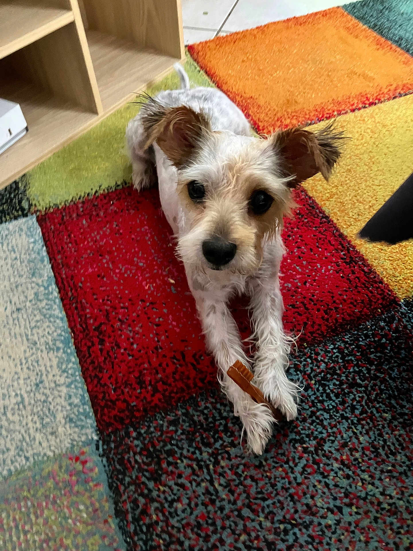 Pepita