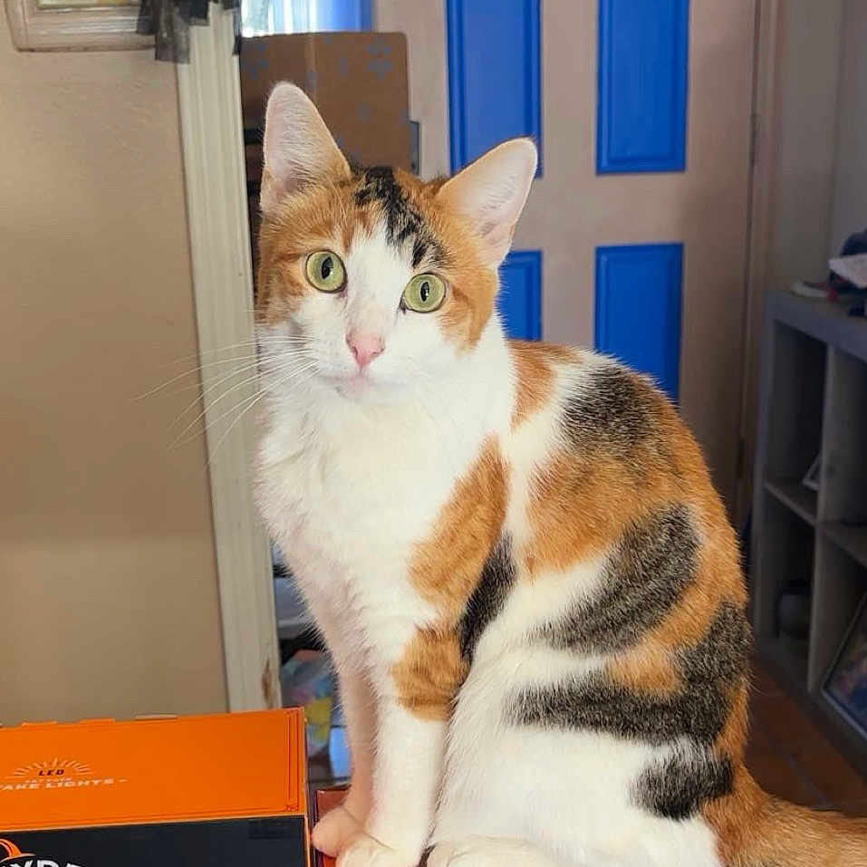 Rosie joined the competition — help win amazing prizes! black, blue_door, box, calico, cat, curious, cute, domestic_animal, door, feline, fur_pattern, green_eyes, home, household, indoor, orange, pet, sitting, whiskers, white