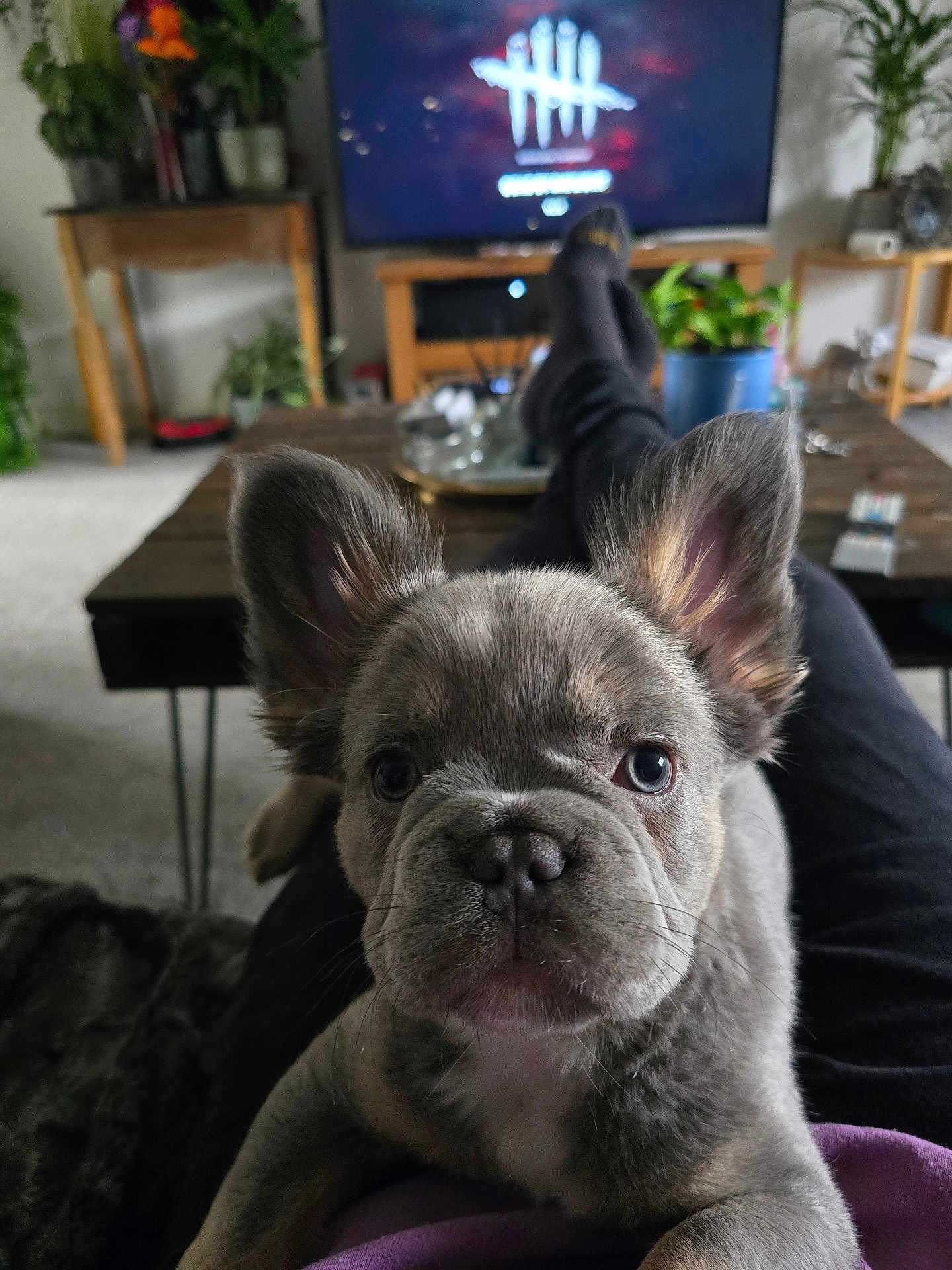 Frankie joined the competition — help win amazing prizes! french_bulldog, puppy, dog, pet, indoor, living_room, person, lap, ears, face, fur, eyes, couch, plant, television, table, socks, relaxing, home, carpet