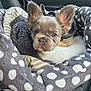 Frankie is registered to the contest to win money with this photo: dog, puppy, french_bulldog, pet, blanket, car_seat, cozy, ears, cute, fur, animal, indoor, portrait, looking, young, comfort, polka_dots, bed, snuggle, seat