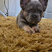 Frankie is registered to the contest to win money with this photo: dog, puppy, french_bulldog, indoor, carpet, fluffy_rug, ears, curious, animal, pet, cute, brown, mustard, floor, closeup, young_dog, home, furniture, plant, wall