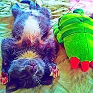 Haze is registered to the contest to win money with this photo: kitten, sleeping, bed, plush_toy, green, red, fur, whiskers, paws, cute, animal, pet, cozy, resting, soft, indoor, closeup, adorable, nap, feline
