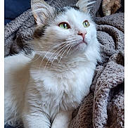 Romeo joined the competition — help win amazing prizes! animal, blanket, cat, closeup, cozy, cute, domestic_cat, feline, fluffy, fur, green_eyes, indoor, pet, portrait, relaxed, resting, soft, texture, whiskers, white_cat