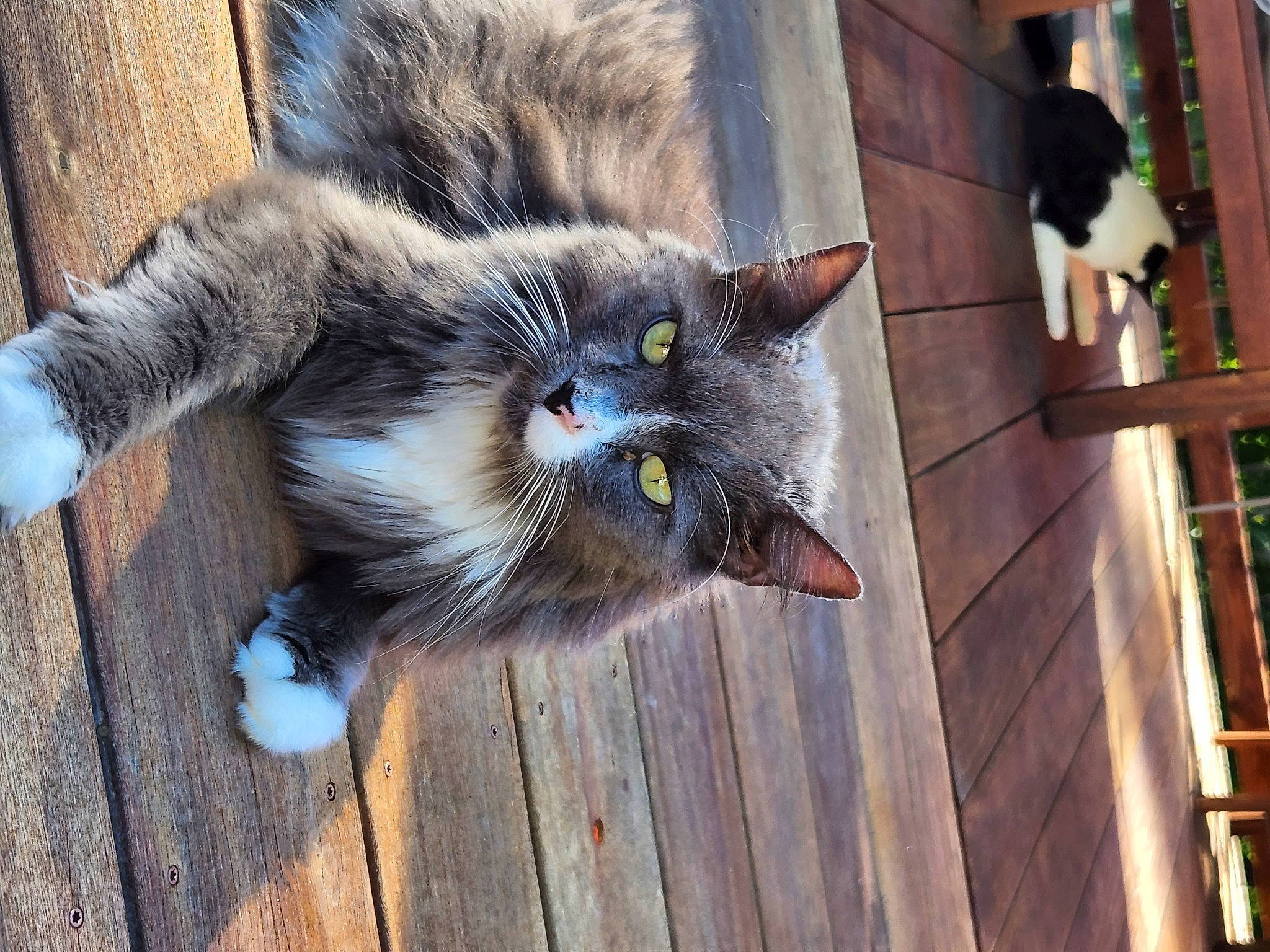Fuzzy joined the competition — help win amazing prizes! carnivore, cat, claw, domestic_short_haired_cat, felidae, flooring, fur, grey, hardwood, paw, russian_blue, sitting, small_to_medium_sized_cats, snout, tail, tree, whiskers, wood