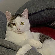 Suki a rejoint le concours — aidez-le/la à gagner de superbes lots ! animal, cat, couch, cozy, curious, cute, domestic_animal, ears, furniture, household, indoor, lying_down, paws, pet, relaxed, resting, tabby, whiskers, white_cat, yellow_eyes