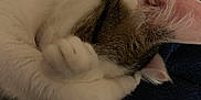 Suki participe au concours pour gagner de l'argent avec cette photo : animal, blanket, cat, close_up, cozy, cute, domestic_cat, ear, feline, fur, indoor, nap, paw, pet, resting, sleeping, soft, tabby, whiskers, white_fur