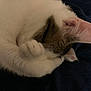 animal, blanket, cat, close_up, cozy, cute, domestic_cat, ear, feline, fur, indoor, nap, paw, pet, resting, sleeping, soft, tabby, whiskers, white_fur
