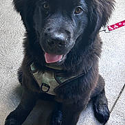 Nova joined the competition — help win amazing prizes! puppy, dog, black_fur, bow, pink, polka_dot, harness, leash, tongue_out, sitting, concrete_floor, pet, cute, fluffy, animal, young_dog, looking_up, indoors, happy, adorable