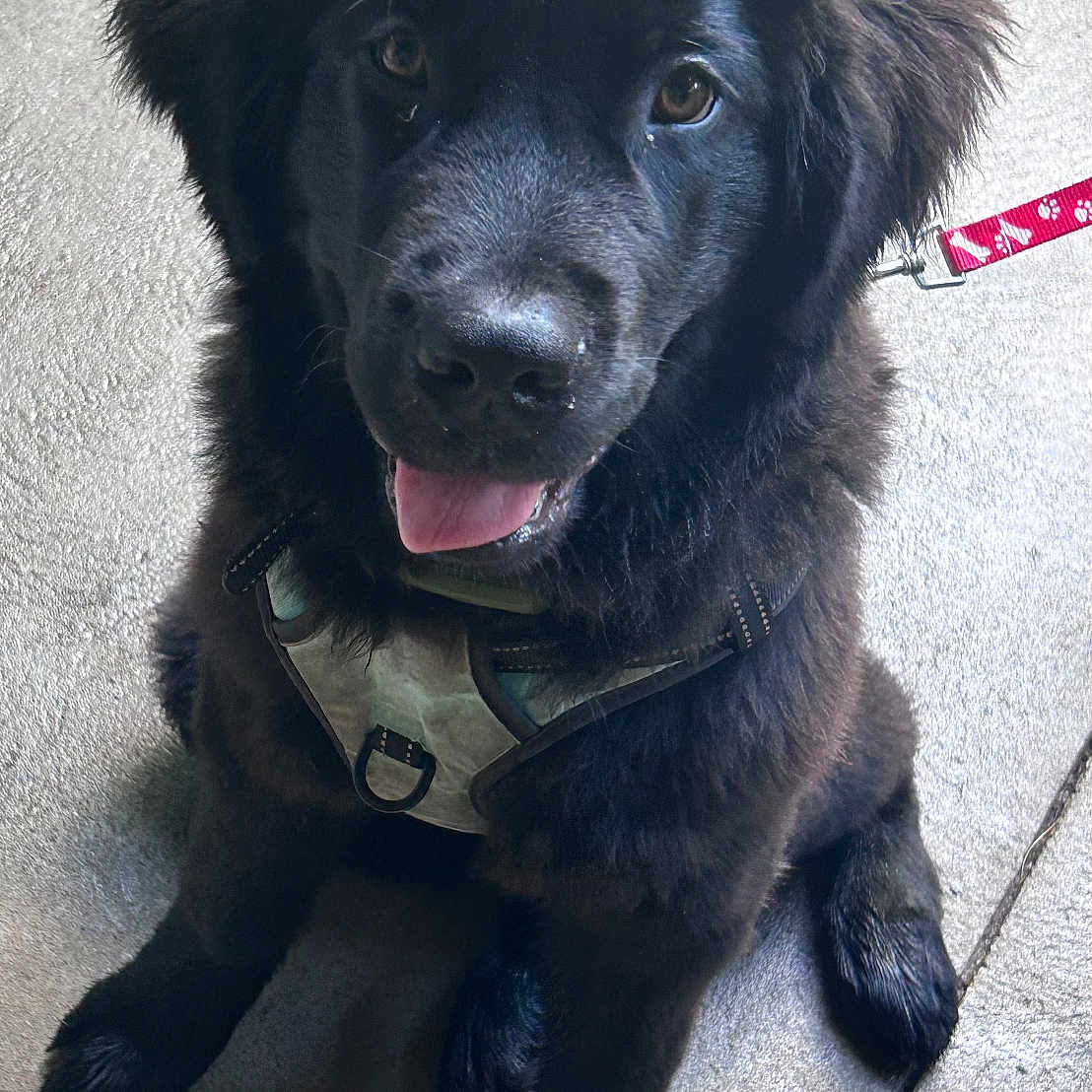 Nova joined the competition — help win amazing prizes! adorable, animal, black_fur, bow, concrete_floor, cute, dog, fluffy, happy, harness, indoors, leash, looking_up, pet, pink, polka_dot, puppy, sitting, tongue_out, young_dog