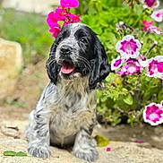 Apy a rejoint le concours — aidez-le/la à gagner de superbes lots ! puppy, dog, black_and_white, flowers, pink_flowers, outdoor, nature, stone, happy, tongue_out, fur, young_dog, pet, cute, garden, greenery, close_up, sunlight, sitting, animal