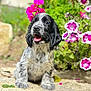 puppy, dog, black_and_white, flowers, pink_flowers, outdoor, nature, stone, happy, tongue_out, fur, young_dog, pet, cute, garden, greenery, close_up, sunlight, sitting, animal