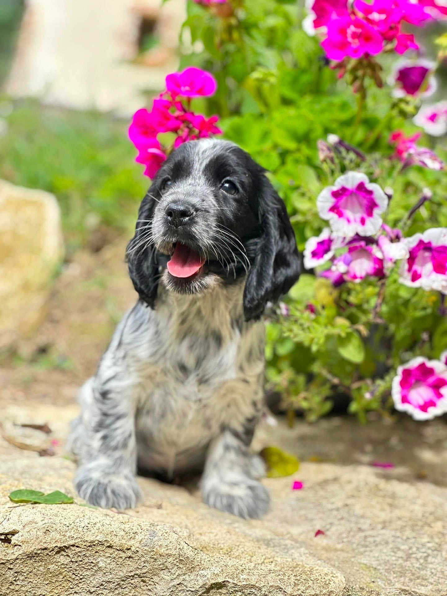 Apy a rejoint le concours — aidez-le/la à gagner de superbes lots ! puppy, dog, black_and_white, flowers, pink_flowers, outdoor, nature, stone, happy, tongue_out, fur, young_dog, pet, cute, garden, greenery, close_up, sunlight, sitting, animal