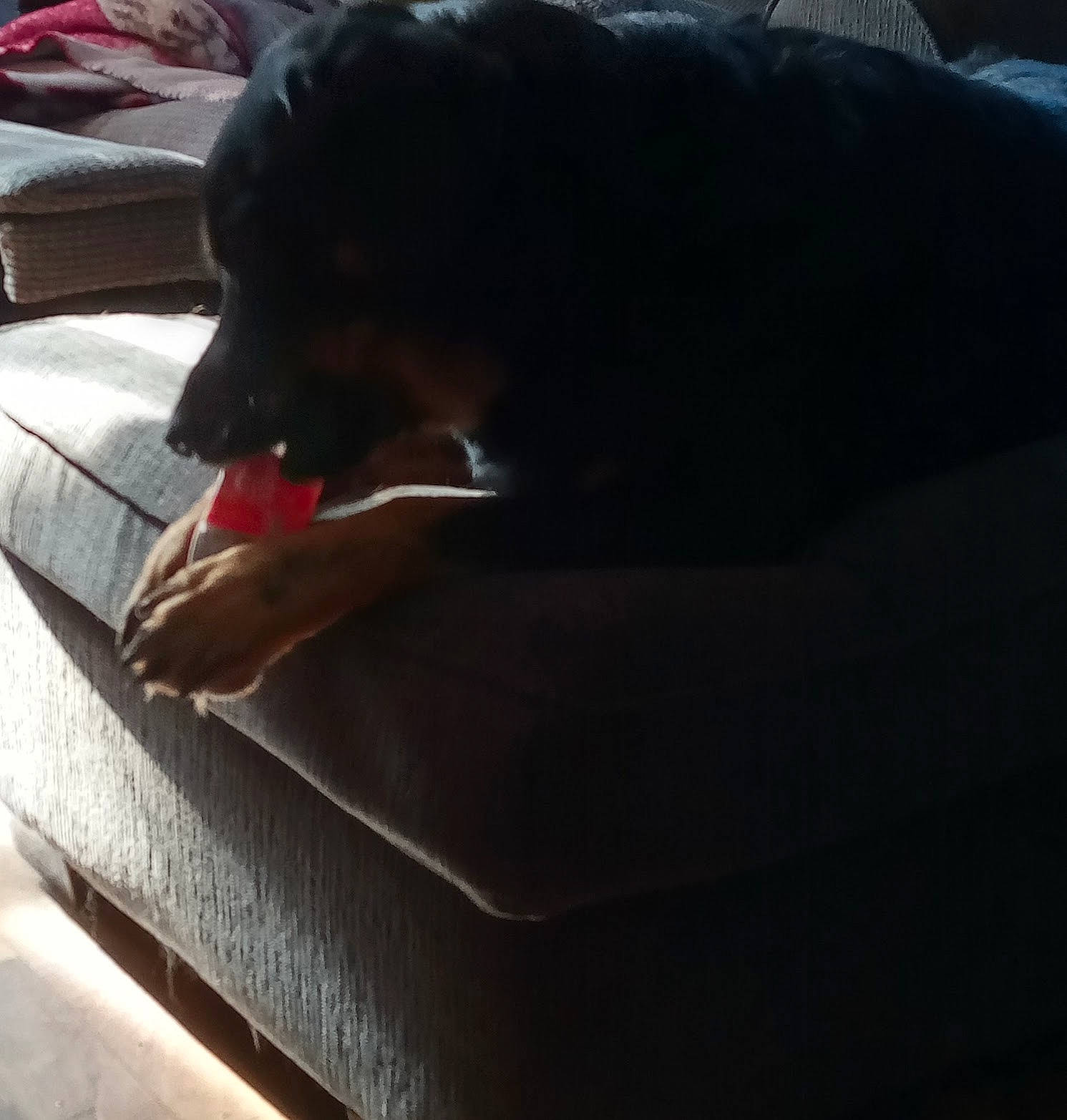 Buddy is registered to the contest to win money with this photo: automotive_exterior, automotive_lighting, bumper, carmine, comfort, companion_dog, dog, dog_breed, flooring, fur, guard_dog, hardwood, human_leg, linens, sitting, tints_and_shades, toy_dog, vehicle_door, windshield, wood