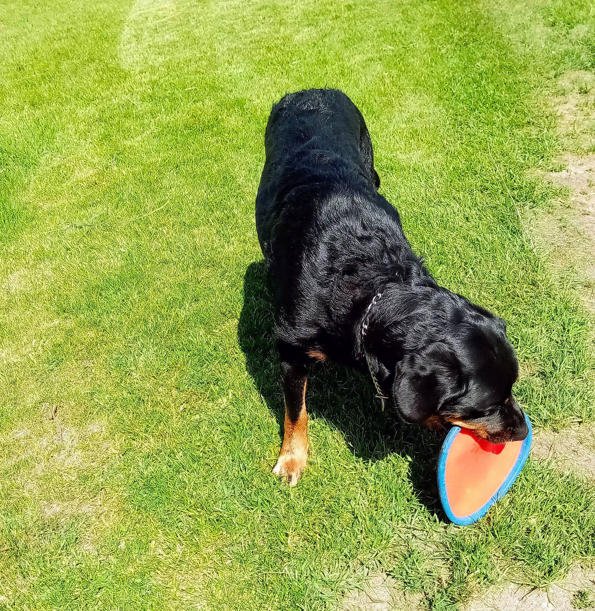 Buddy joined the competition — help win amazing prizes! beak, canidae, carnivore, companion_dog, dog, dog_breed, grass, guard_dog, hunting_dog, lawn, obedience_training, sporting_group, tail, water_dog, working_dog