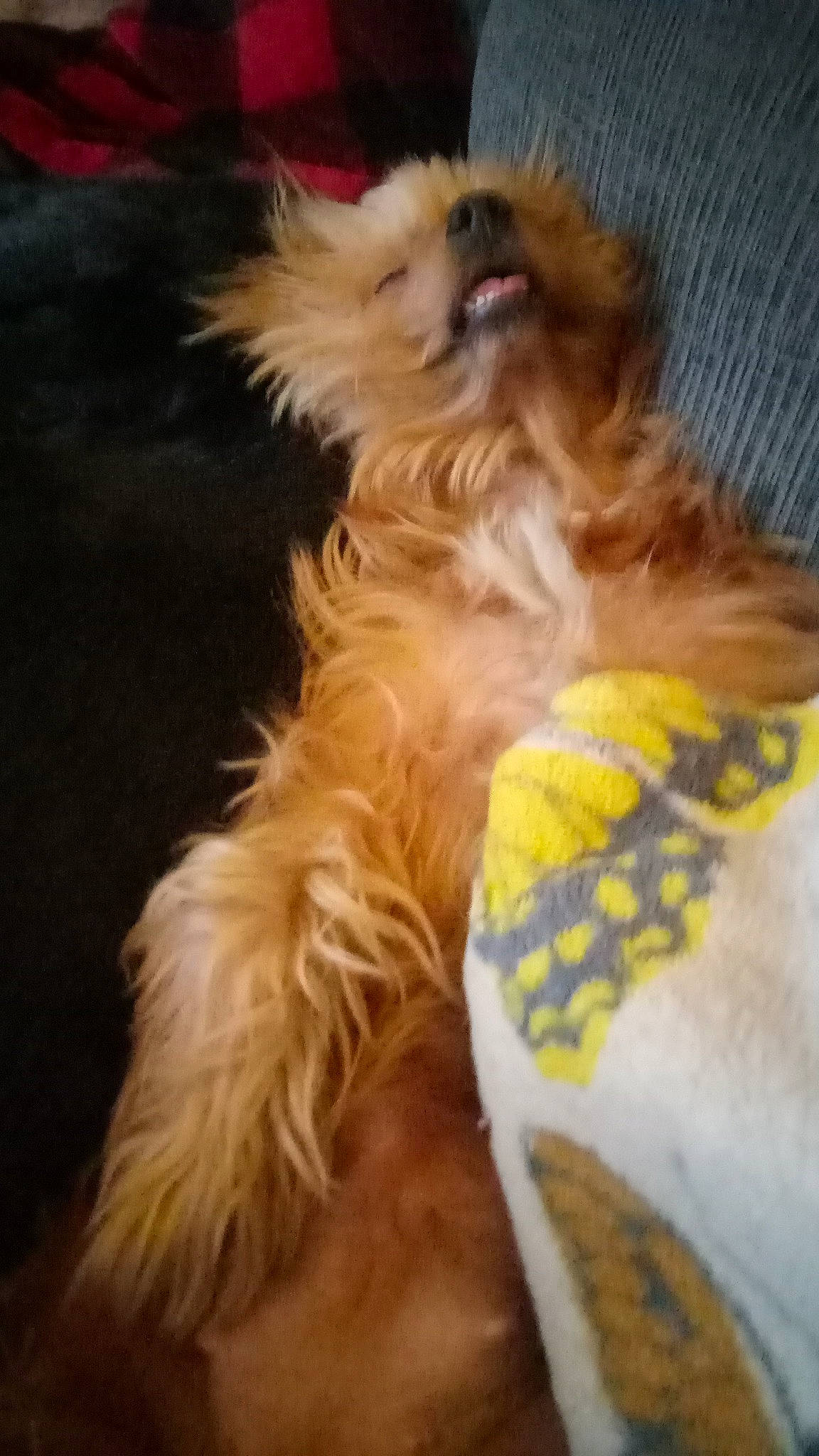 Tootsie Roll joined the competition — help win amazing prizes! carnivore, collar, companion_dog, dog, dog_breed, dog_collar, dog_supply, ear, fashion_accessory, fawn, felidae, fur, liver, pet_supply, snout, sporting_group, tail, toy_dog, whiskers, working_animal