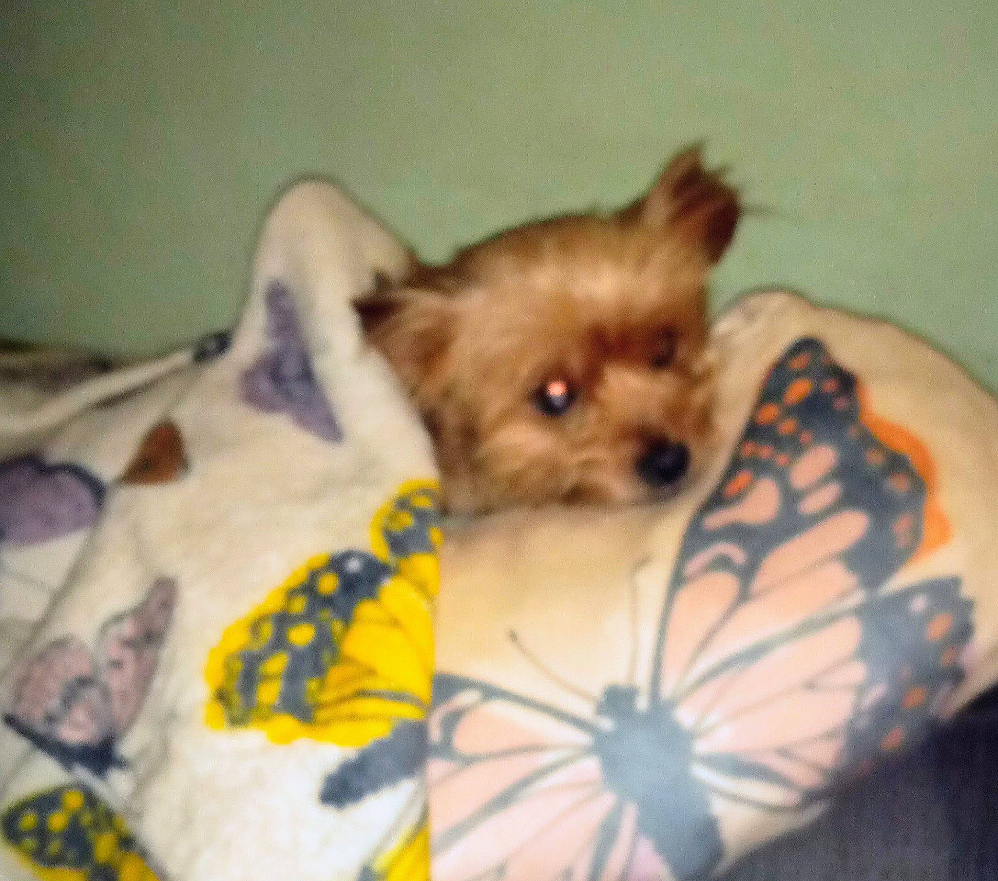 Tootsie Roll is registered to the contest to win money with this photo: arthropod, butterfly, canidae, carnivore, companion_dog, dog, dog_breed, dog_supply, fashion_accessory, fawn, fur, insect, liver, pollinator, snout, sporting_group, terrestrial_animal, toy_dog, whiskers, working_animal