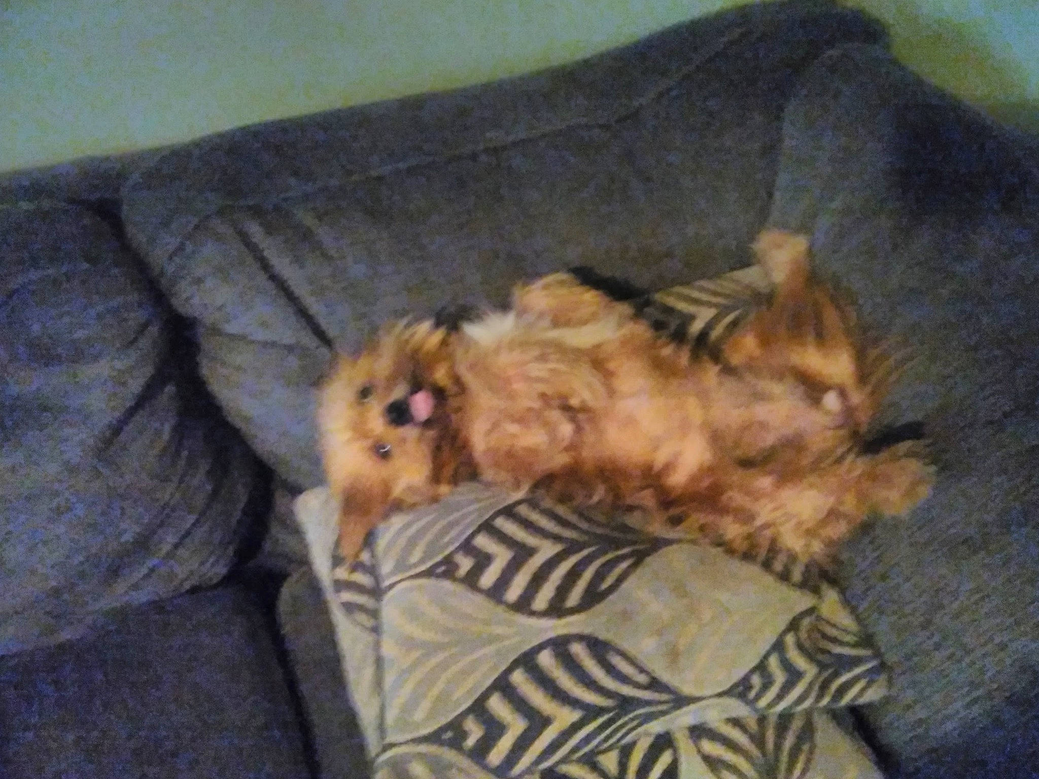 Tootsie Roll joined the competition — help win amazing prizes! canidae, carnivore, comfort, companion_dog, couch, dog, dog_breed, dog_supply, fawn, felidae, fur, liver, pet_supply, small_terrier, snout, sporting_group, tail, terrier, toy_dog, yorkipoo