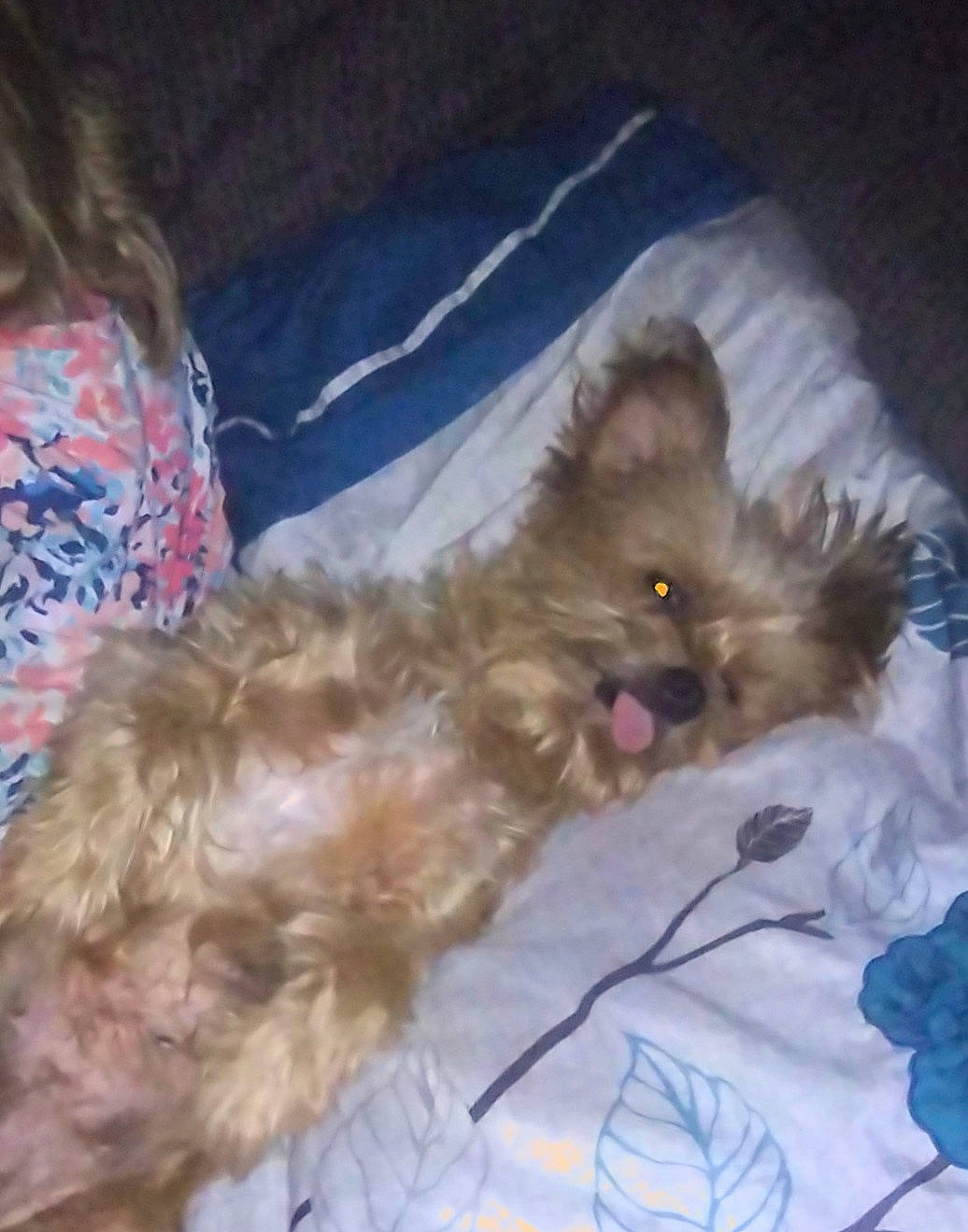 Tootsie Roll is registered to the contest to win money with this photo: british_longhair, canidae, carnivore, cat, claw, comfort, companion_dog, dog_breed, fawn, felidae, fur, liver, paw, pet_supply, small_to_medium_sized_cats, snout, tail, terrestrial_animal, whiskers, working_animal