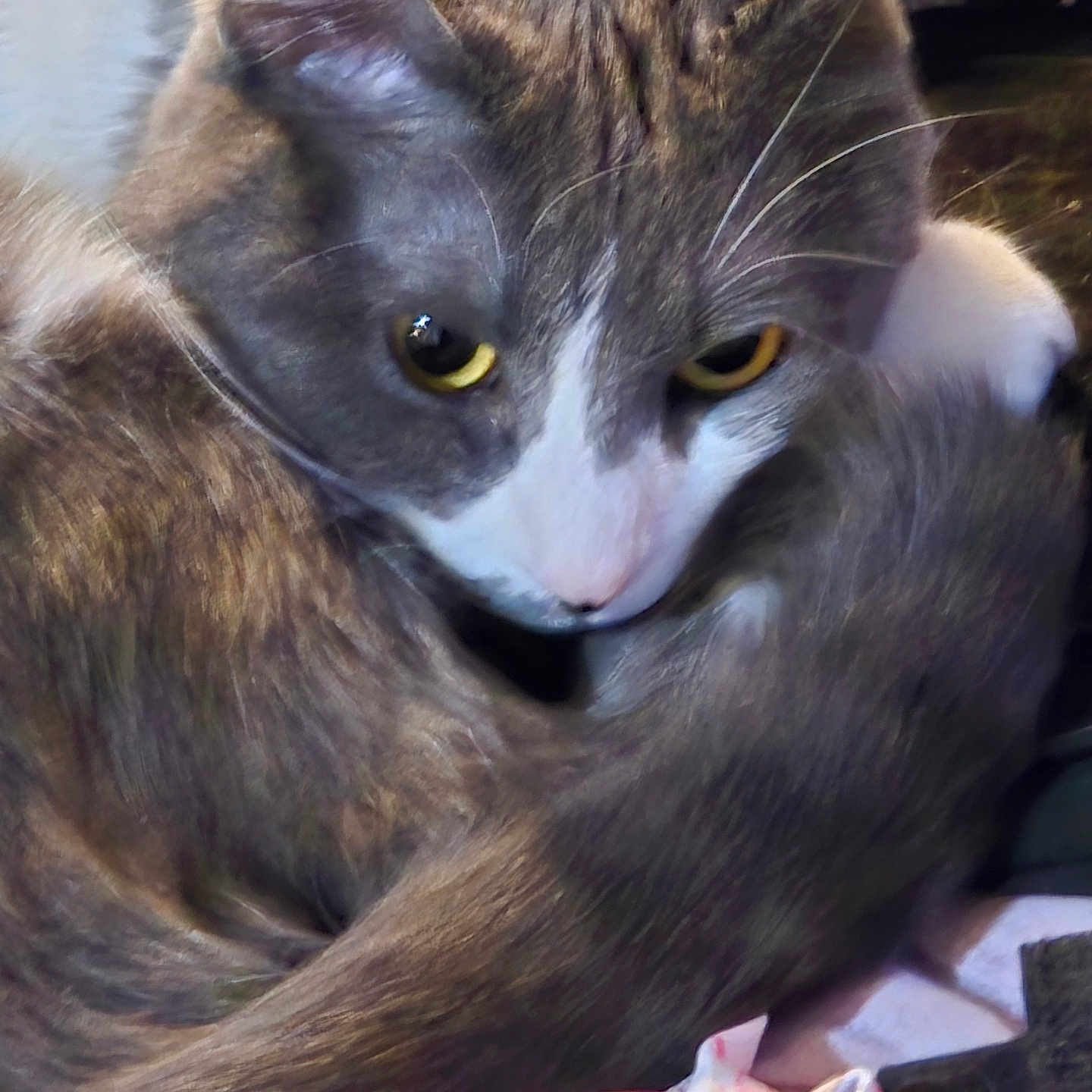 Bubba Smoke is registered to the contest to win money with this photo: animal, cat, close_up, cozy, curled_up, cute, domestic_cat, feline, fur_texture, gray_cat, indoor, looking, pet, relaxed, resting, soft_light, tail, whiskers, white_fur, yellow_eyes