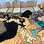 accessories, animal, bag, bed, bedroom, blanket, canine, cat, couch, cushion, dog, furniture, handbag, homedecor, indoors, linen, pet, puppy, quilt, room