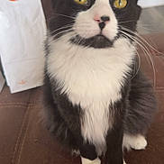 Bandit joined the competition — help win amazing prizes! cat, black_and_white, yellow_eyes, pet, feline, whiskers, fur, sitting, indoor, leather_surface, paper_bag, orange_sticker, closeup, animal, cute, domestic_cat, portrait, attention, furry, household