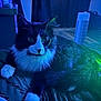Bandit joined the competition — help win amazing prizes! cat, black_and_white, indoor, bed, blanket, pillow, furry, pet, whiskers, gaming_controller, glowing_lights, night, cozy, relaxed, floor_fan, curtains, wood_floor, home, animal, domestic