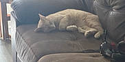 Peachy joined the competition — help win amazing prizes! cat, sleeping, couch, leather, indoor, furniture, headphones, brown, pet, relaxing, cozy, home, floor, window, natural_light, resting, calm, animal, domestic, quiet