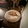 cat, pet_bed, orange_cat, floor, wooden_floor, indoor, furniture, blur, dim_lighting, feet, cozy, relaxing, animal, home, living_room, round_bed, wall, power_outlet, casual, resting