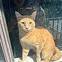 Peachy joined the competition — help win amazing prizes! cat, ginger_cat, window, glass, sunlight, pet, animal, feline, indoor, balcony, reflection, whiskers, ears, tail, sitting, closeup, daylight, domestic_cat, quiet, curious