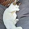 animal, cat, chair, comfortable, cozy, cushion, cute, feline, fur, indoor, nap, paw, paw_covering_face, pet, relaxed, resting, sleeping, tabby_fur, white_fur, wicker