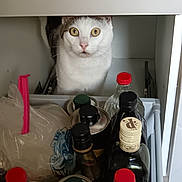 Audi a rejoint le concours — aidez-le/la à gagner de superbes lots ! animal, bottles, cabinet, cat, containers, curiosity, curious, domestic, drawer, exploration, food_storage, household, indoor, kitchen, pets, shelf, storage, surprised, white_cat, wide_eyes