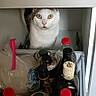 animal, bottles, cabinet, cat, containers, curiosity, curious, domestic, drawer, exploration, food_storage, household, indoor, kitchen, pets, shelf, storage, surprised, white_cat, wide_eyes