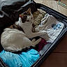 Audi participe au concours pour gagner de l'argent avec cette photo : animal, cardboard_box, cartoon_print, cat, clothes, curious, domestic_cat, floor_tiles, folded_clothes, home, indoor, packed_luggage, pet, plant_pot, relaxed, resting, suitcase, tabby_fur, tshirt, white_fur
