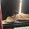 Audi participe au concours pour gagner de l'argent avec cette photo : animal, blanket, cat, cozy, curtain, domestic, feline, floral_wallpaper, home, indoor, light, pet, quiet, radiator, relaxed, resting, shadow, window, windowsill, wooden_shutter