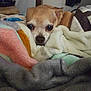 dog, chihuahua, blanket, cozy, indoor, pet, sleepy, fur, small_dog, cute, resting, soft, warm, brown, white, face, ears, eyes, home, comfort