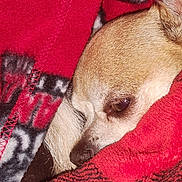 Tamone joined the competition — help win amazing prizes! dog, blanket, red, fur, cozy, sleepy, pet, animal, closeup, face, snug, warm, resting, cute, soft, comfort, small_dog, indoors, texture, brown