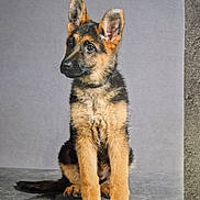 Angie participe au concours pour gagner de l'argent avec cette photo : adorable, animal, attention, canine, curious, cute, dog, ears, fur, german_shepherd, gray_background, indoor, looking_away, paws, pet, portrait, puppy, sitting, studio, young