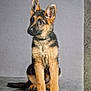 adorable, animal, attention, canine, curious, cute, dog, ears, fur, german_shepherd, gray_background, indoor, looking_away, paws, pet, portrait, puppy, sitting, studio, young