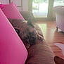 Stella is registered to the contest to win money with this photo: dog, brown_couch, pink_pillow, indoor, natural_light, glass_door, wood_floor, greenery_outside, relaxed, pet, home_interior, window, furniture, canine, cozy, daylight, living_room, domestic, resting, blanket