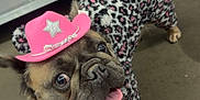 Stella is registered to the contest to win money with this photo: dog, french_bulldog, pet_store, pink_hat, leopard_print, outfit, leash, floor, hand, shelf, product_boxes, animal, cute, smiling, indoor, canine, accessory, clothing, pet, playful