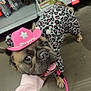 dog, french_bulldog, pet_store, pink_hat, leopard_print, outfit, leash, floor, hand, shelf, product_boxes, animal, cute, smiling, indoor, canine, accessory, clothing, pet, playful