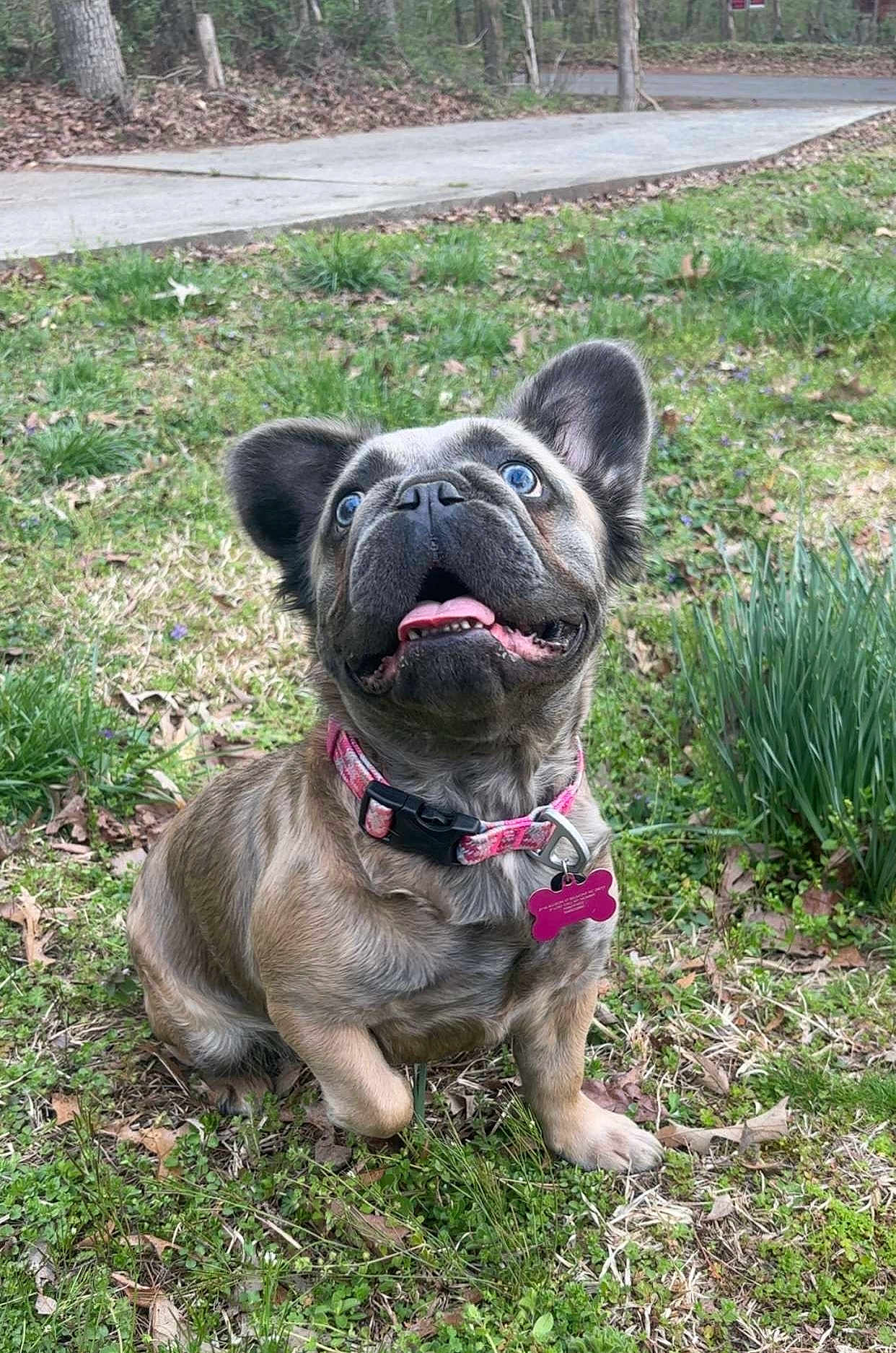Stella is registered to the contest to win money with this photo: dog, puppy, french_bulldog, brindle, blue_eyes, collar, pet_tag, grass, outdoor, nature, smiling, happy, canine, animal, ears, tongue, sidewalk, greenery, cute, sitting