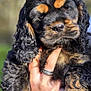 puppy, dog, black_and_tan, curly_fur, hand, watch, ring, outdoor, nature, closeup, portrait, cute, pet, animal, fur, face, young, holding, background_blur, sunlight