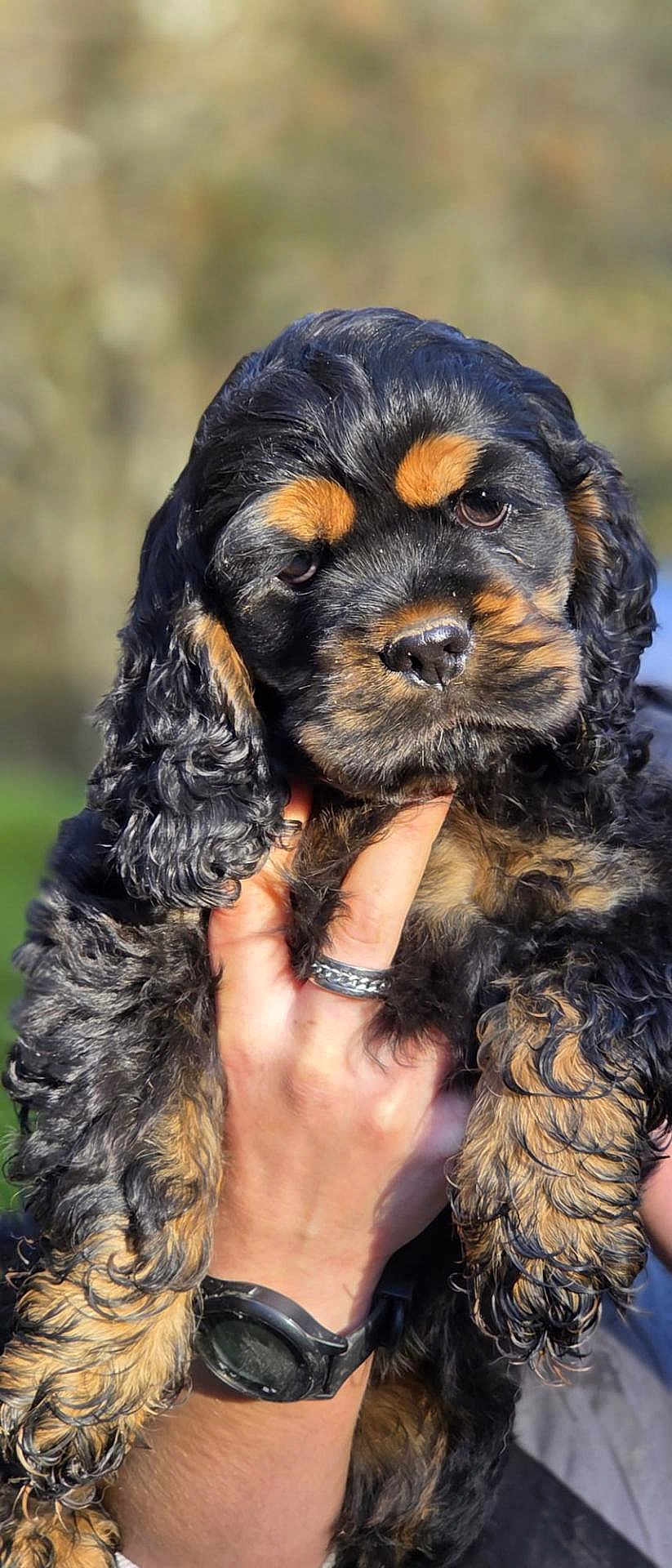 Aloha participe au concours pour gagner de l'argent avec cette photo : puppy, dog, black_and_tan, curly_fur, hand, watch, ring, outdoor, nature, closeup, portrait, cute, pet, animal, fur, face, young, holding, background_blur, sunlight