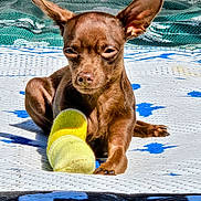 Kassie is registered to the contest to win money with this photo: dog, small_dog, brown_dog, pet, animal, paw, ear, sock, yellow_sock, mat, patterned_mat, outdoor, sunlight, resting, cute, canine, close_up, looking, ears_up, lying_down