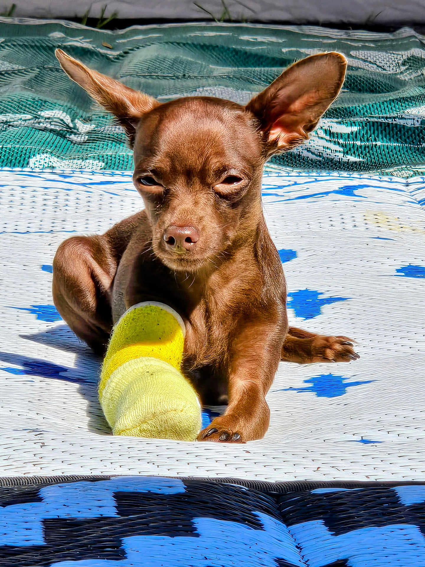 Kassie is registered to the contest to win money with this photo: dog, small_dog, brown_dog, pet, animal, paw, ear, sock, yellow_sock, mat, patterned_mat, outdoor, sunlight, resting, cute, canine, close_up, looking, ears_up, lying_down