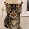 kitten, cat, tabby, animal, pet, feline, sitting, portrait, close_up, whiskers, ears, eyes, fur, striped, cute, adorable, indoor, kitchen, countertop, photography