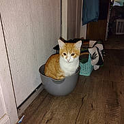 Chopper is registered to the contest to win money with this photo: cat, kitten, orange_cat, white_cat, animal, pet, sitting, bucket, container, indoor, laundry_room, laundry_basket, wooden_floor, door, wall, home, portrait, looking_at_camera, striped_fur, cute