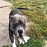 dog, pit_bull, flower, pink_flower, outdoor, grass, sidewalk, leash, portrait, close_up, standing, black_and_white, gray_fur, white_paws, pet, garden, sunlight, animal, focused, funny