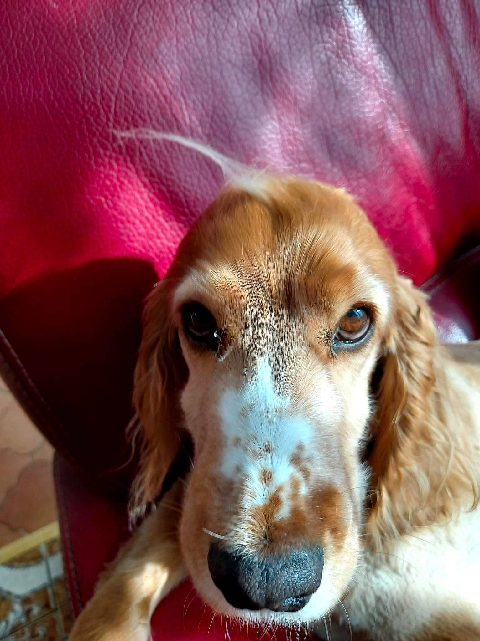 Nestor participe au concours pour gagner de l'argent avec cette photo : canidae, carnivore, comfort, companion_dog, dog, dog_breed, ear, fur, gun_dog, liver, magenta, spaniel, sporting_group, terrestrial_animal, whiskers, working_animal